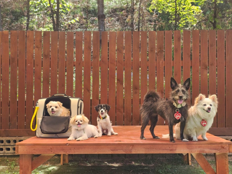 더독애견카페&유치원&호텔&훈련