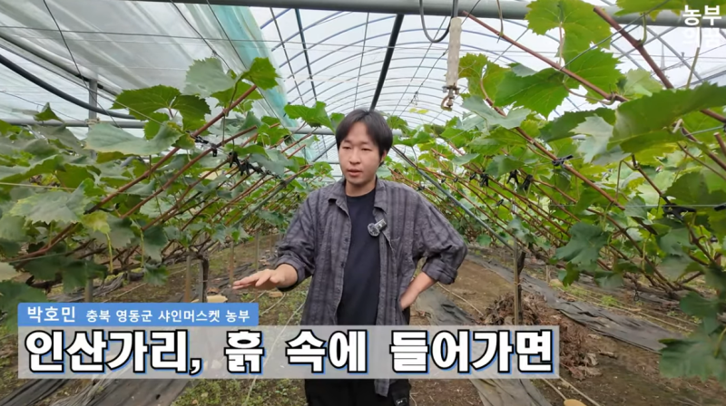 포도 수확 후 양분관리, 아직도 인산가리 엽변시비/관주해주지 않으셨나요? 인산가리 효능