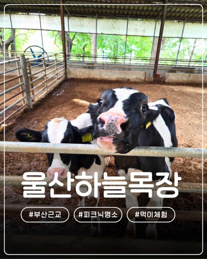 부산근교 피크닉 울산하늘목장 동물먹이체험좋아요