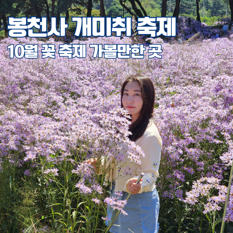  문경 봉천사 개미취축제 9월 10월 가을 꽃 구경 경북 여행 가볼만한 곳
