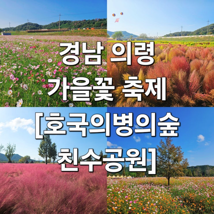  경남 의령 가을꽃 여행 핑크뮬리 댑싸리 코스모스 아스타국화 '호국의병의숲 친수공원'