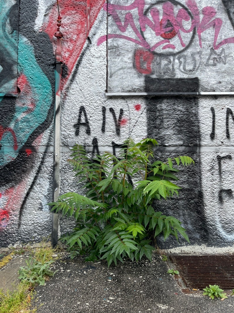 도시관찰 #94. Urban Plant(22)_ 나는 잡초다 II : 네이버 블로그, image size:800x1067