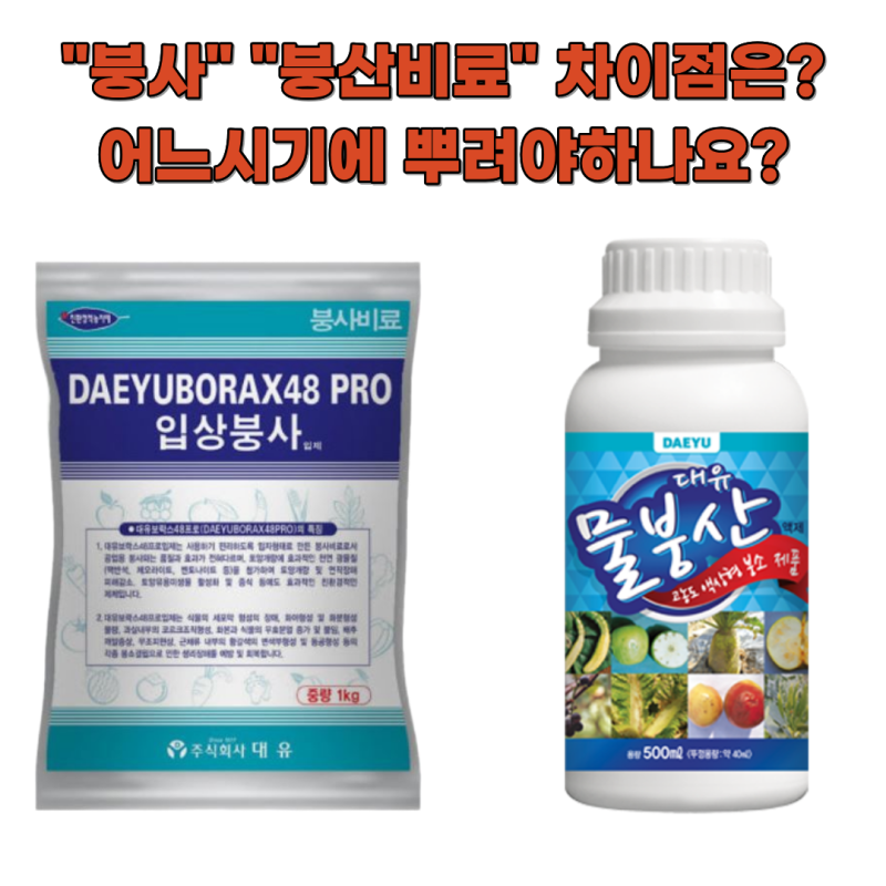 배추 속이 썩는 이유? 붕소결핍증상과 붕사와 붕산 비료 차이점