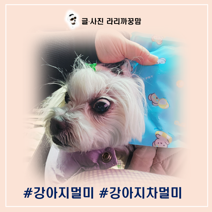  강아지 차멀미 완화법, 평택호 휴게소 펫파크에서 쉬어가요