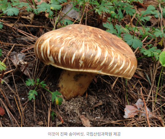  “야생 버섯, 함부로 먹다간 큰일!”전북서 주민 5명 독버섯 중독… 국립산림과학원 “눈으로만 즐기세요”️