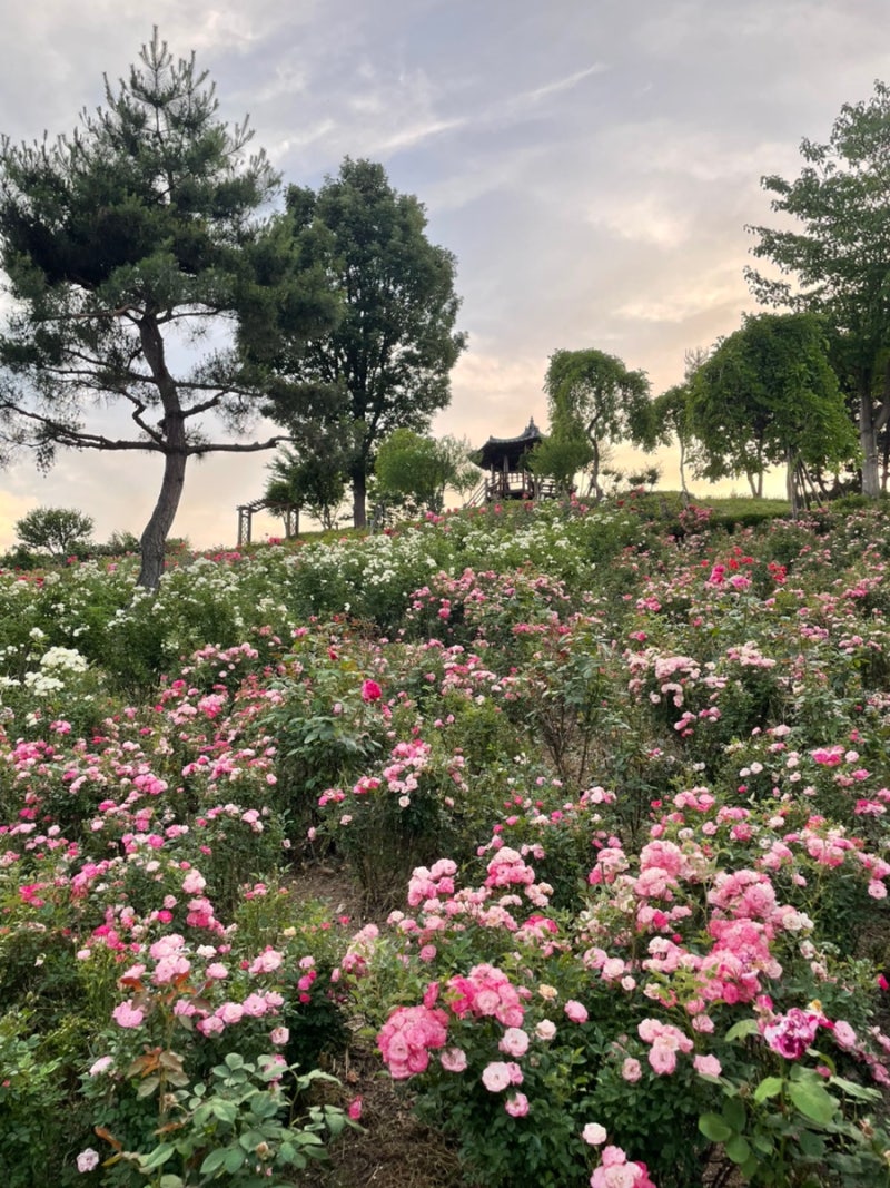 사진 10