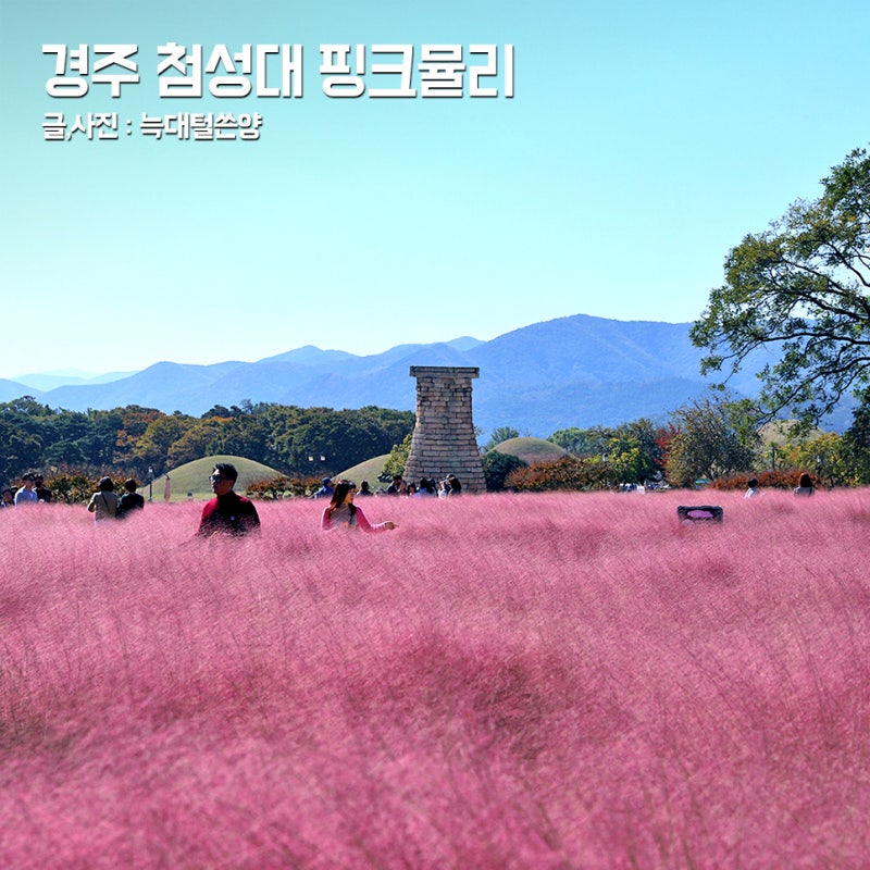 경주 첨성대 핑크뮬리 10월 실시간 개화시기 주차