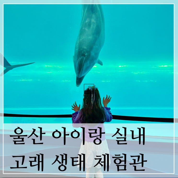  울산 아이랑 실내 가볼만한 곳 고래 생태 체험관 돌고래쇼