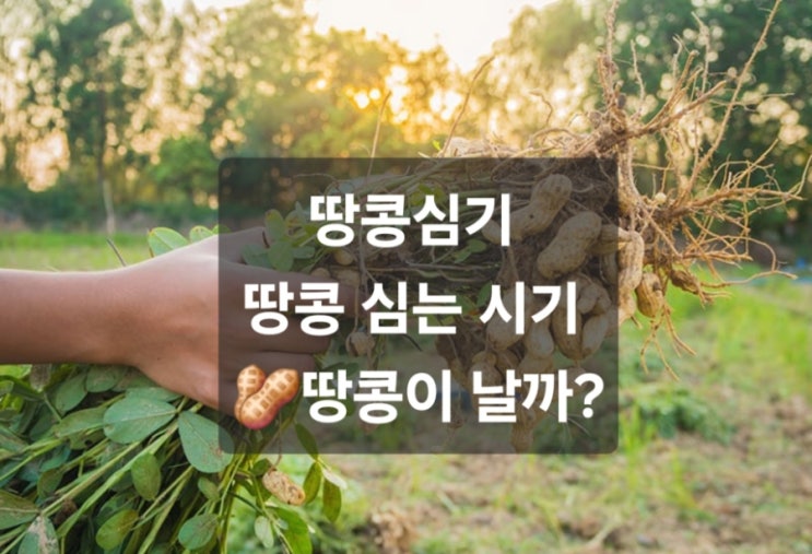  땅콩 심기 /땅콩 심는 시기/땅콩이 날까?ㅋㅋ