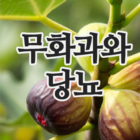  무화과 효능 부작용 한눈에! 건강을 지키는 달콤한 과일 이야기