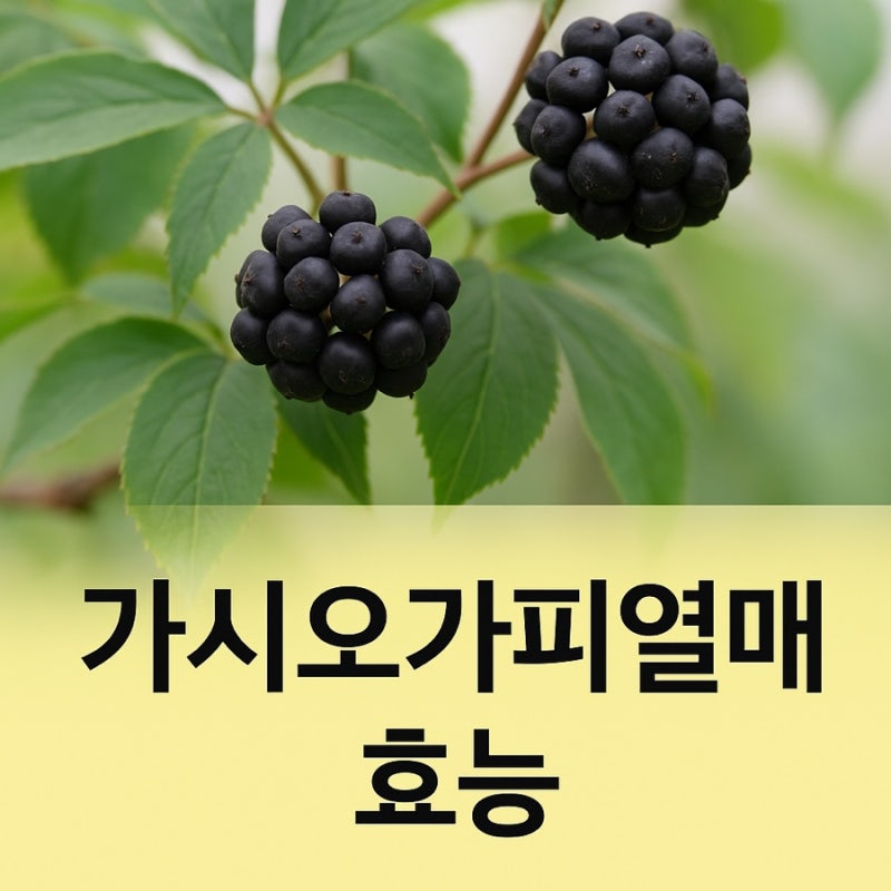 오가피열매 먹는방법 가시오가피나무뿌리 효능 부작용 확인하셨나요?