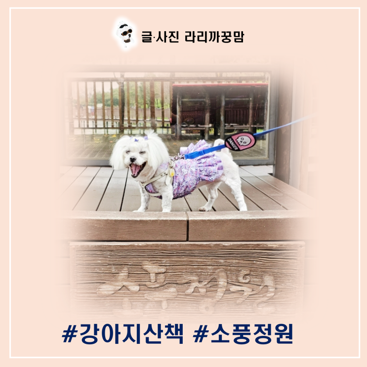 평택 소풍정원 강아지 산책코스 완벽 가이드, 반려견과 힐링하기 좋은 공원