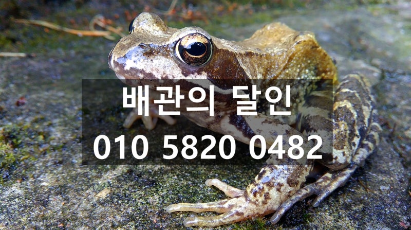 두꺼비 꿈 해몽, 두꺼비나오는 꿈 해석