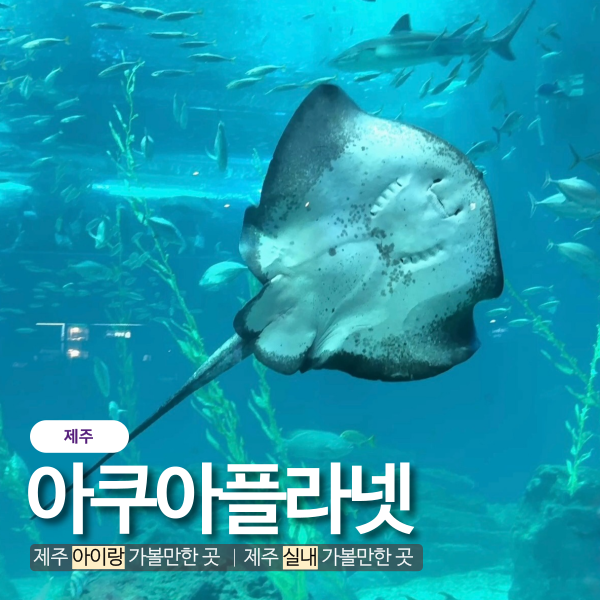 제주 아쿠아플라넷 푸드코트 할인 소요시간 공연