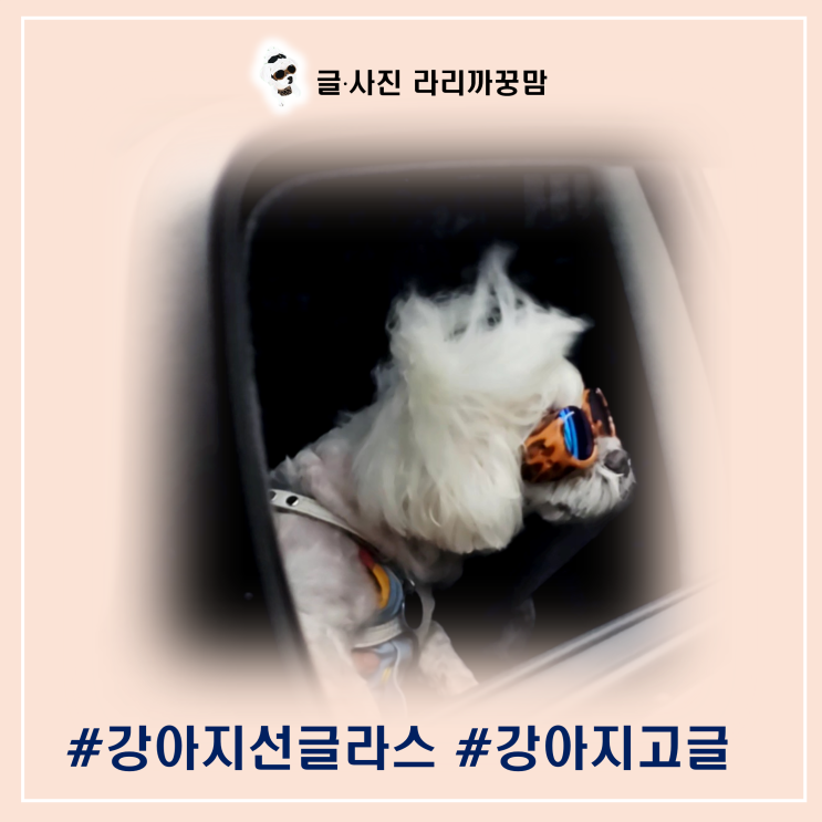  강아지 선글라스, 고글과 안전벨트로 완성한 꿍이의 행복한 드라이브