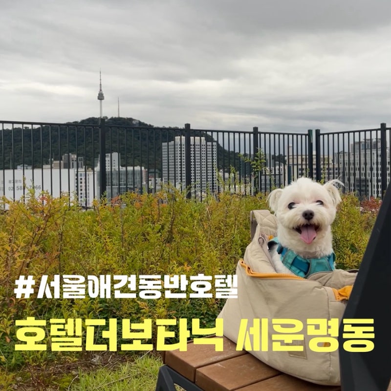 사진 8
