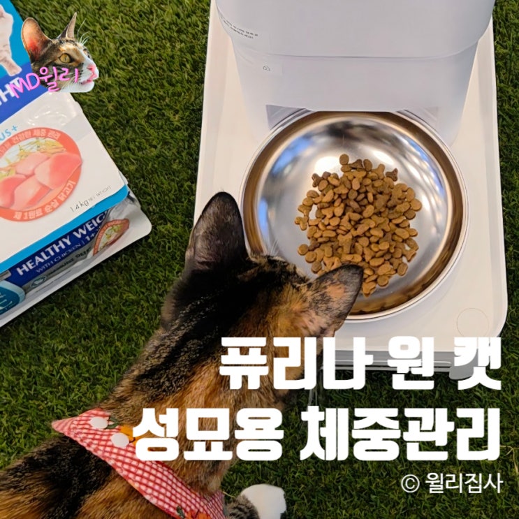  고양이 성묘용 체중관리 퓨리나 원 캣 변함없이 맛있게 리즈시절로