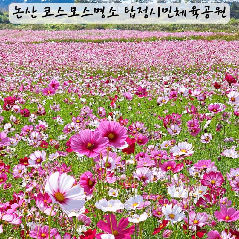 논산 가볼만한곳 코스모스명소 탑정시민체육공원