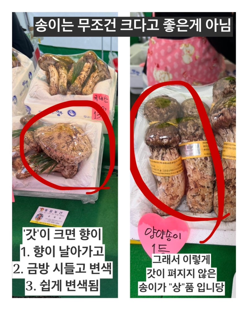 2025 양양 송이 축제 스탬프 투어와 좋은 송이 버섯 고르는 방법