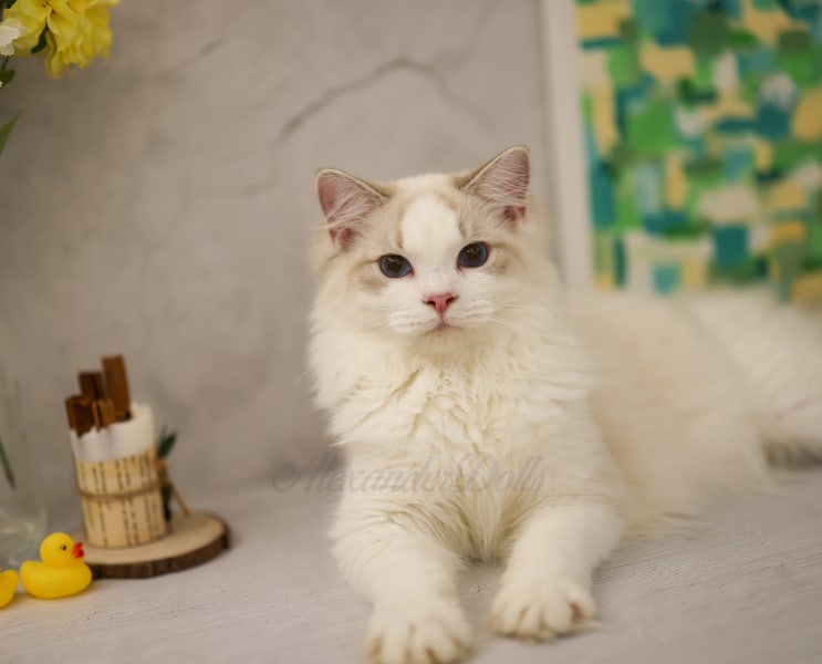  랙돌캐터리 분양 자묘, 사랑둥이 링스 랙돌 남아의 가족을 찾아요