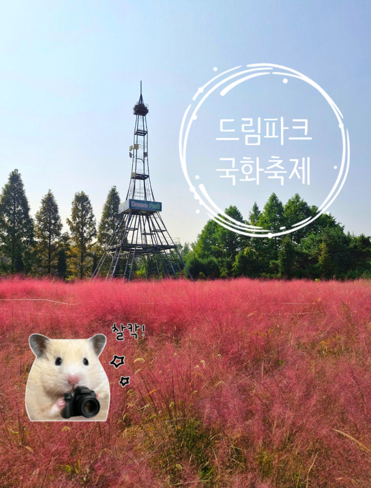  드림파크국화축제 야생화단지 인천 2025 행사