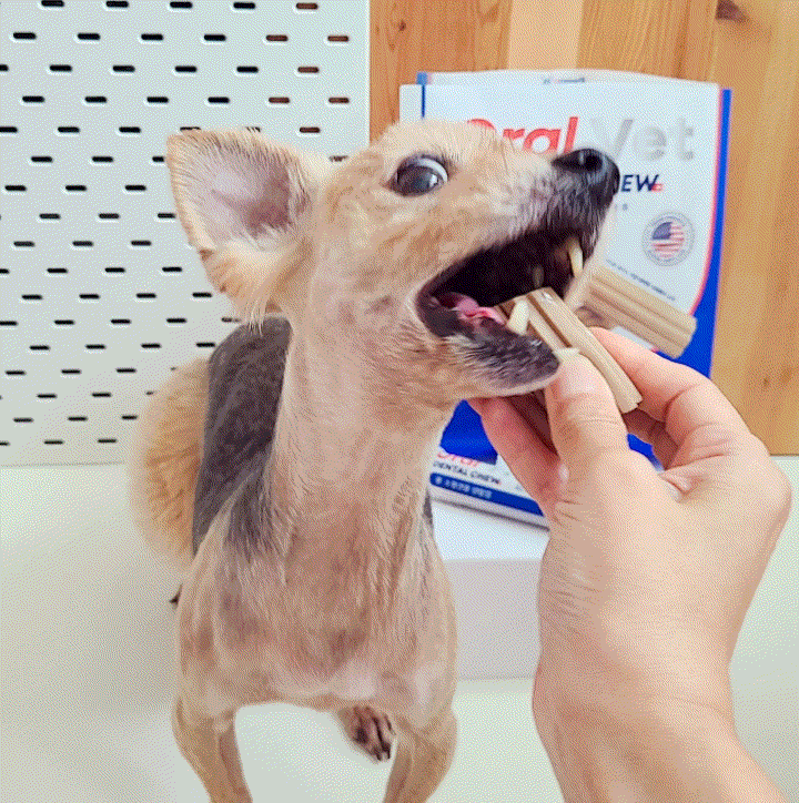  강아지 입냄새제거껌 치석제거 덴탈껌 페노비스 가수분해츄 추천