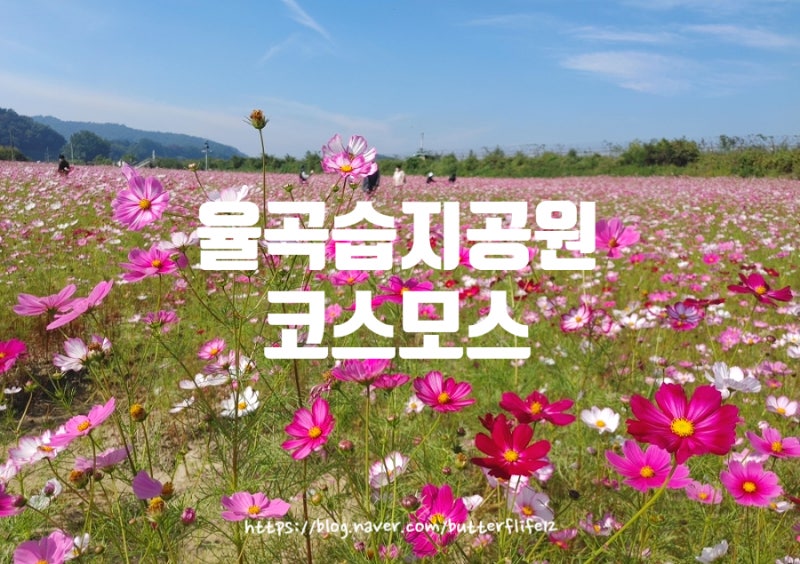 율곡습지공원 코스모스 축제 2025｜파주 가을꽃 명소·경기도 가볼만한곳