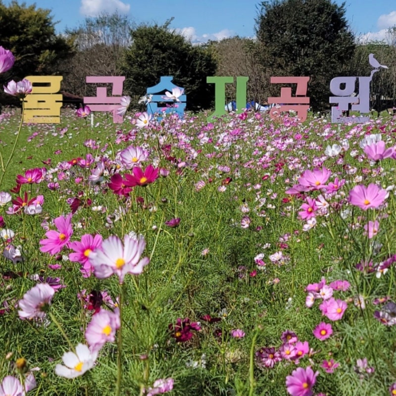 파주코스모스축제 총정리 주차,입장료무료 파평 율곡습지공원 산책 가을에 가볼만한곳 율곡....