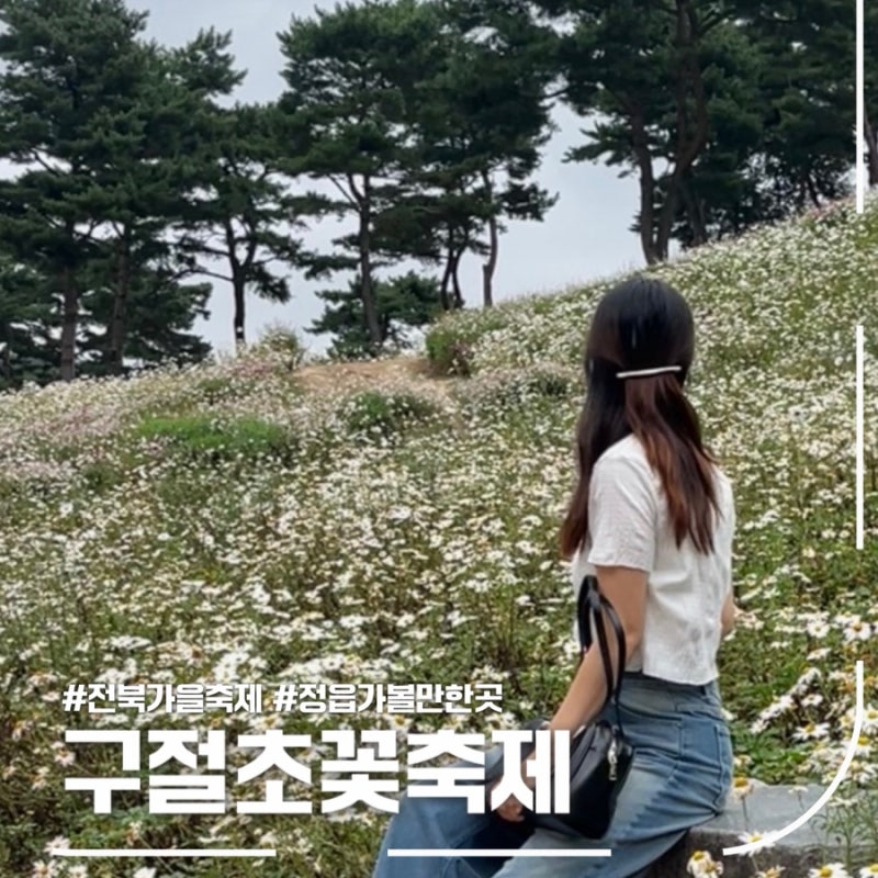 정읍 구절초축제 2025 일정·주차·입장료 총정리