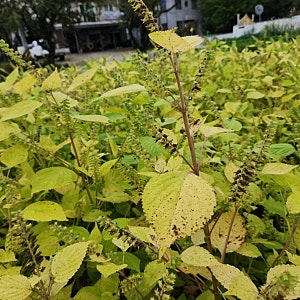 별미 된장 단풍 깻잎장아찌 만들기