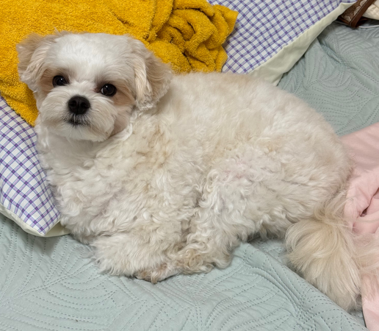  국가광견병 예방접종 주사 비용 국가지원 기간