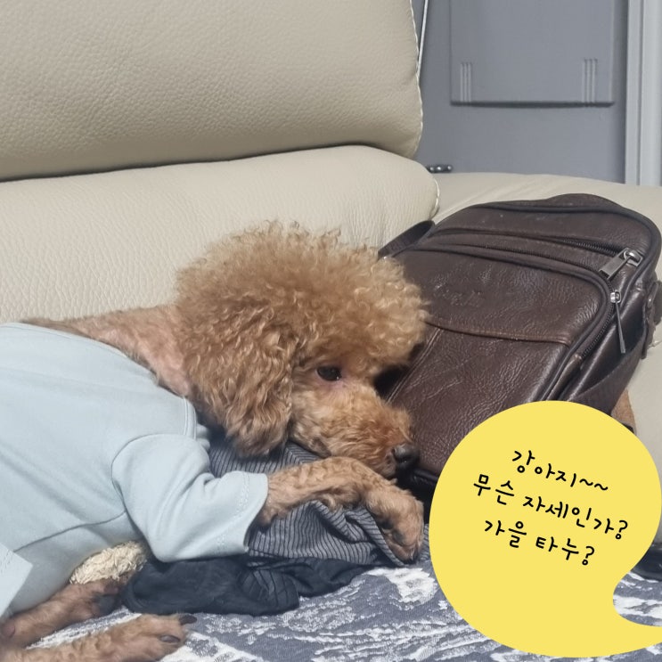  6.2kg 푸들 강아지 옷 XL 사이즈 실패 없이 구매하기