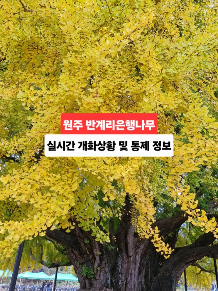 가볼만한곳 <b>반계리 은행나무</b> 실시간 개화상황 주차 <b>단풍 절정</b>... 