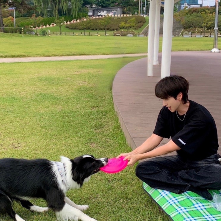  남양주 한강공원 삼패지구 황화 코스모스 개화시기 가까운 주차장 위치