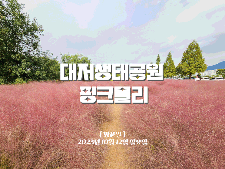  대저생태공원에서 핑크뮬리 보고 온 날, 실시간 개화 현황_주차장_부산 꽃나들이_아이와 가볼만 한 곳