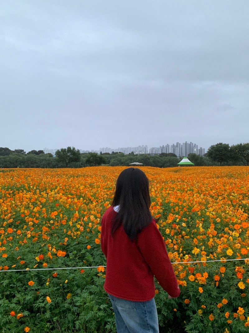 [대구여행] 가을 코스모스 명소, 하중도 유채꽃단지에서 만난 꽃길 산책