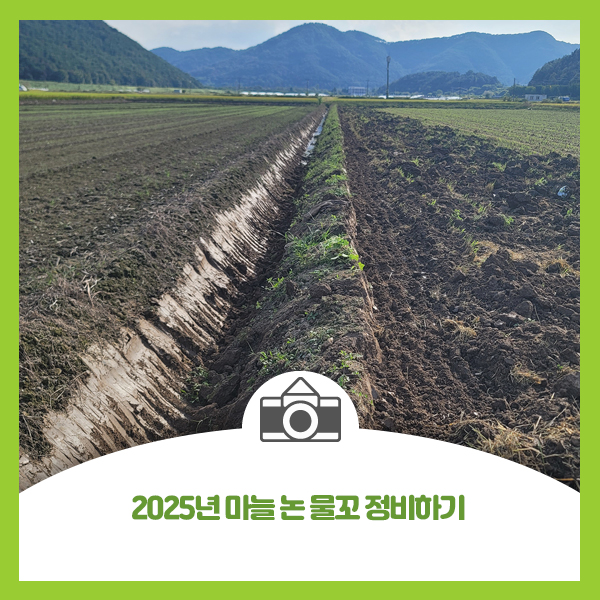  2025년 마늘 논 물꼬 정비하기