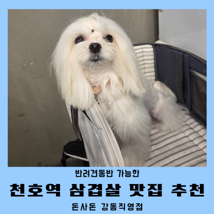 천호역맛집 애견동반 삼겹살 회식 주차 편리한 식당 돈사돈