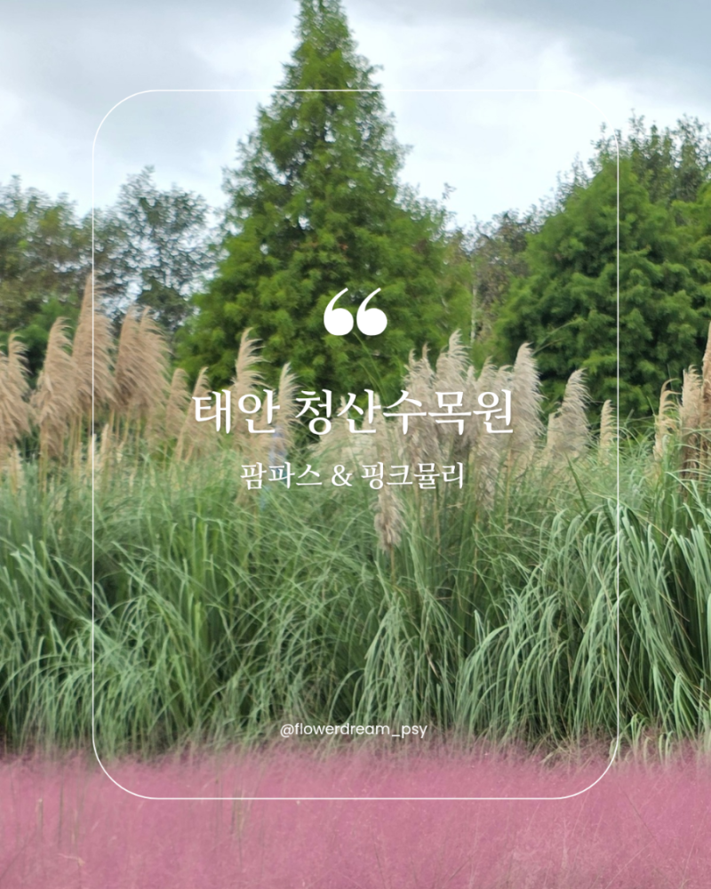 [10월 추천여행지] 태안 청산수목원 / 팜파스 핑크뮬리 그림책읽어주는플로리스트 / 북앤플라....