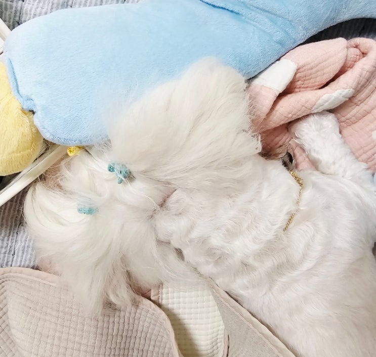  꿍이의 브이로그 #1, 비 오는 날의 꿍이 일기