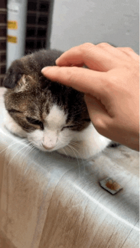  비내리던 주말, 나를 불러세운 한 마리의 길고양이 이야기
