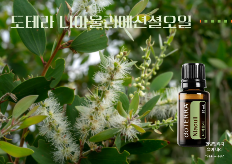  자연의 방패오일 티트리친구 도테라 니아울리 에션셜오일