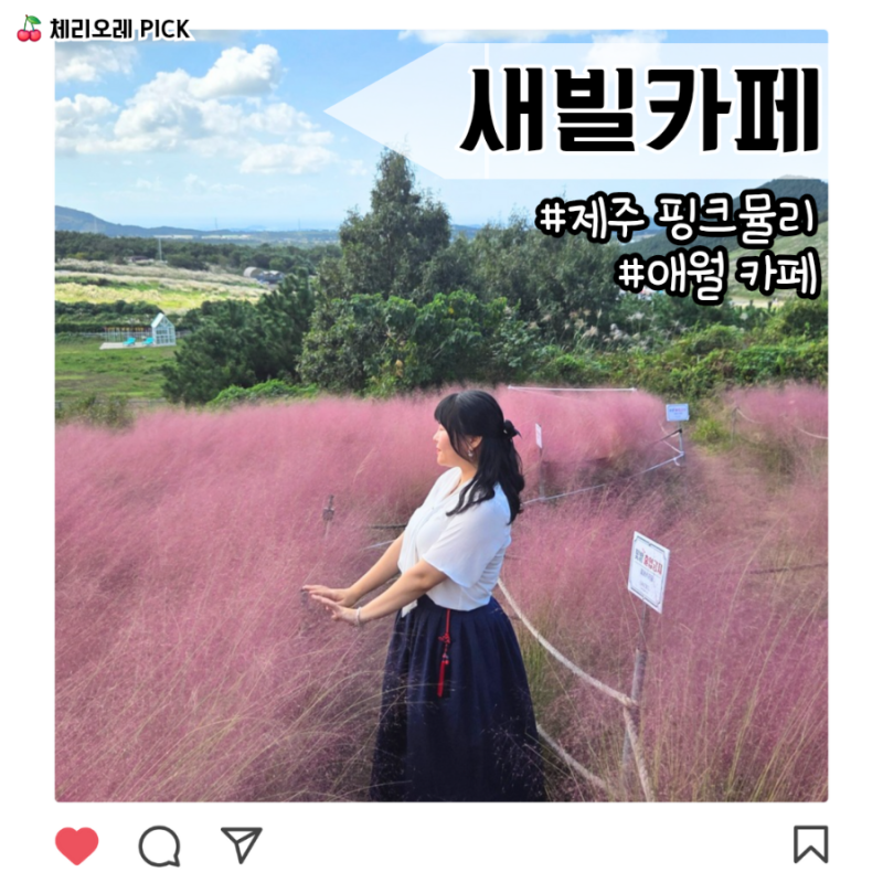 새빌카페 제주 애월 핑크뮬리 베이커리 카페