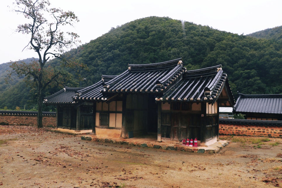 산수정 사진 4