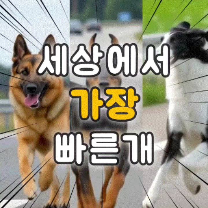 세상에서 가장 빠른 견종! 9위 저먼셰퍼드! 1등은?