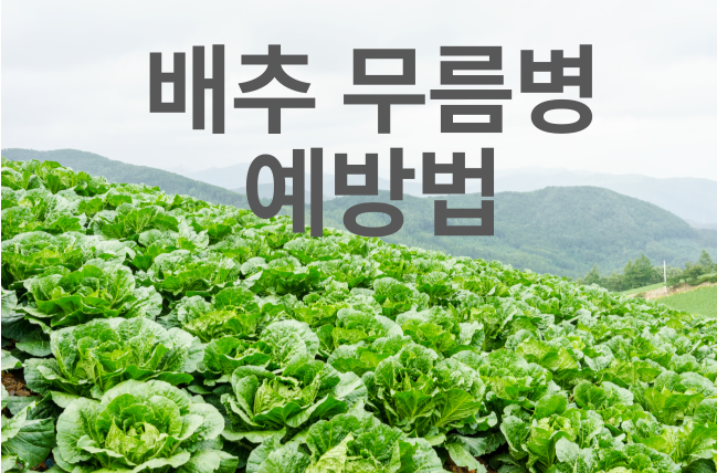 배추 무름병 완전 정복! 예방법과 관리 노하우