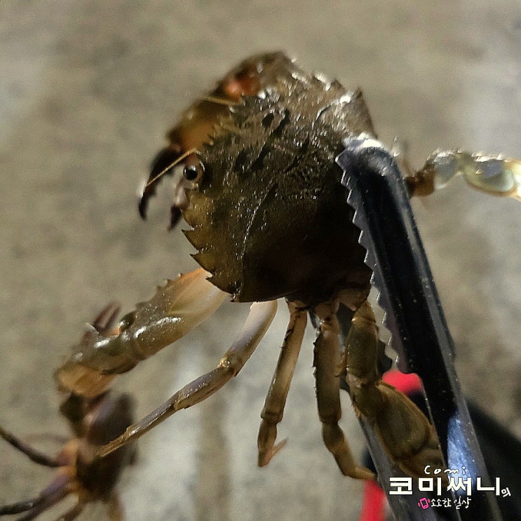  [서해 꽃게 해루질] 몽산포 해변 꽃게잡이 체험과 몽산포항 낚시