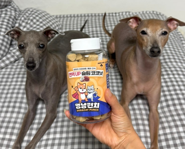  강아지 코코넛 트릿으로 다이어트도 맛있게! [레디펫고 면역업 슬림코코넛 간식] 후기