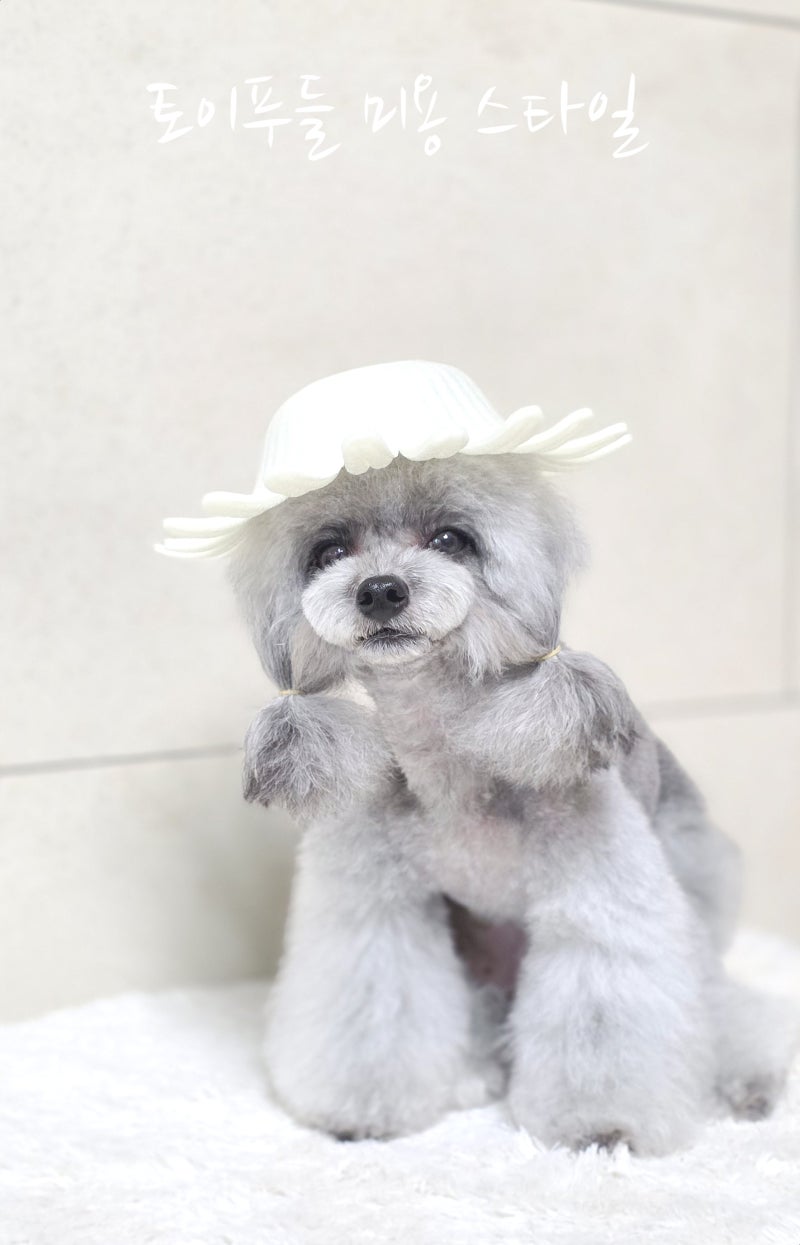 사진 8