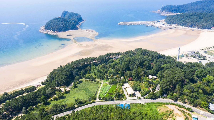 천리포 수목원 동백원1 사진 2